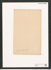 Rhoikoneis genuflexa (Kuetz.?) Grun. (de-Toni-Nr.: Genus 3, Species 846) Zeichnungen Sammlung Grunow (NHMW-BOT-W0368535)